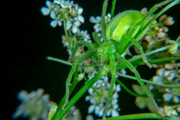 Green huntsman spider
