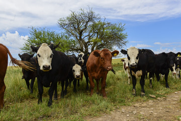 Steers fed on pasture, La Pampa, Argentina