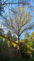 Fototapeta premium Everglades Garden, Blue Mountains, New South Wales