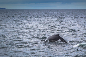 Obraz premium Husavik - May 07, 2018: Humpback whale in a whale-watching tour in Husavik, Iceland