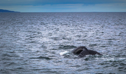 Husavik - May 07, 2018: Humpback whale in a whale-watching tour in Husavik, Iceland
