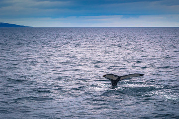 Obraz premium Husavik - May 07, 2018: Humpback whale in a whale-watching tour in Husavik, Iceland