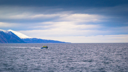 Husavik - May 07, 2018: Humpback whale in a whale-watching tour in Husavik, Iceland
