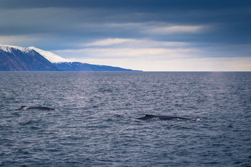 Husavik - May 07, 2018: Humpback whale in a whale-watching tour in Husavik, Iceland