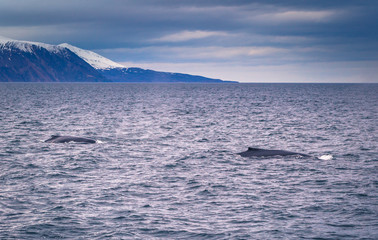 Husavik - May 07, 2018: Humpback whale in a whale-watching tour in Husavik, Iceland