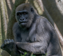 Earth Toned Fur on a Close Up of an Isolated Lowland Gorilla i