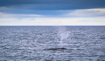 Fototapeta premium Husavik - May 07, 2018: Humpback whale in a whale-watching tour in Husavik, Iceland