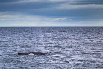 Husavik - May 07, 2018: Humpback whale in a whale-watching tour in Husavik, Iceland