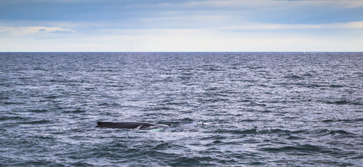Fototapeta premium Husavik - May 07, 2018: Humpback whale in a whale-watching tour in Husavik, Iceland