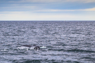 Obraz premium Husavik - May 07, 2018: Humpback whale in a whale-watching tour in Husavik, Iceland