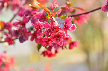Chinese flowering crab-apple in spring