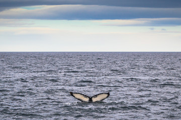 Fototapeta premium Husavik - May 07, 2018: Humpback whale in a whale-watching tour in Husavik, Iceland