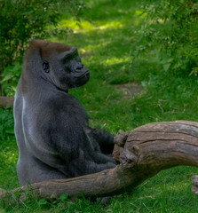 Earth Toned Fur on an Isolated Lowland Gorilla in a Grassy Field