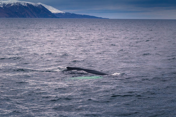 Husavik - May 07, 2018: Humpback whale in a whale-watching tour in Husavik, Iceland