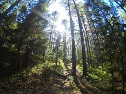 Summer forest trail with sun light rays shining behind the trees