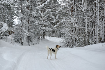 White dog on the snowy road in winter forest