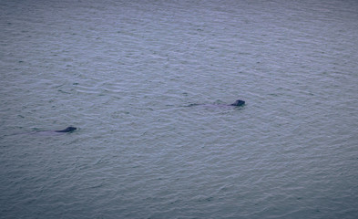 Jokulsarlon - May 05, 2018: Seals in the Iceberg lagoon of Jokulsarlon, Iceland