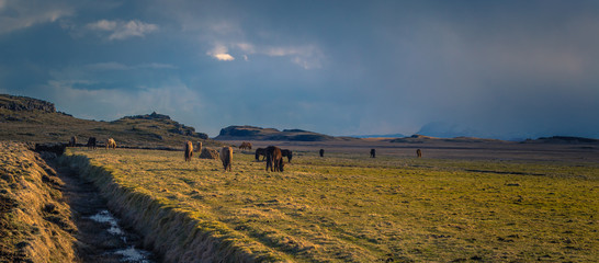 Icelandic wilderness - May 05, 2018: Icelandic horses in the wilderness of Iceland