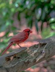 Deep Red, Black, and White Plumage on a Red Cardinal Perched on a Rustic Wood Fence