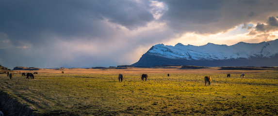 Fototapeta na wymiar Icelandic wilderness - May 05, 2018: Icelandic horses in the wilderness of Iceland
