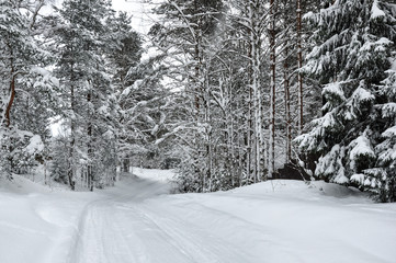 Snowy road in the winter forest landscape