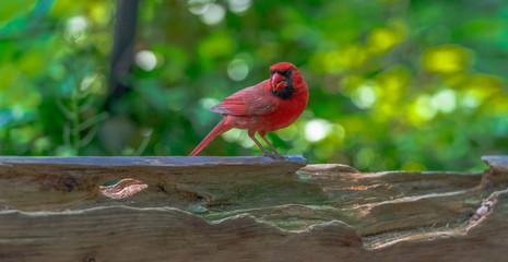 Deep Red, Black, and White Plumage on a Red Cardinal Perched on a Rustic Wood Fence