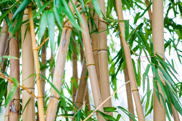 Obraz premium Bamboo. Green bamboo forest. Bamboo stick. bamboo background
