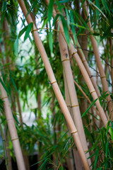 Bamboo. Green bamboo forest. Bamboo stick. bamboo background