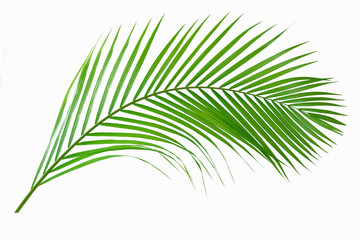 Greeb leaves palm isolated on white background.