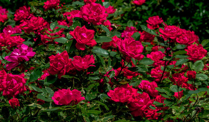 Fototapeta premium Deep Red Petals on a Large Rose Bush