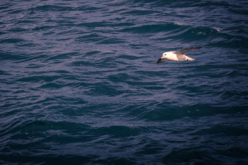 Naklejka premium Husavik - May 07, 2018: Seagull flying over Husavik, Iceland