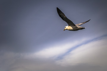 Husavik - May 07, 2018: Seagull flying over Husavik, Iceland
