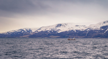 Husavik - May 07, 2018: Humpback whale in a whale-watching tour in Husavik, Iceland