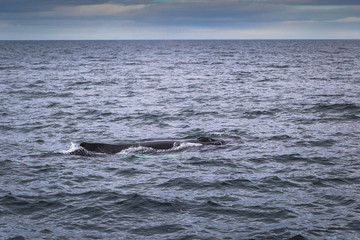 Fototapeta premium Husavik - May 07, 2018: Humpback whale in a whale-watching tour in Husavik, Iceland