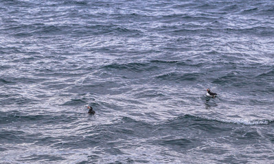 Fototapeta premium Husavik - May 07, 2018: Humpback whale in a whale-watching tour in Husavik, Iceland