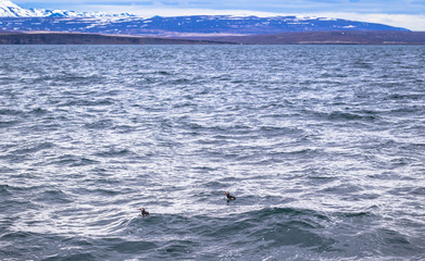 Obraz premium Husavik - May 07, 2018: Humpback whale in a whale-watching tour in Husavik, Iceland