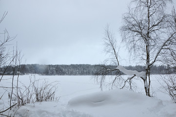Winter landscape, snow covered birch near the frozen lake.