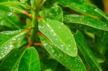 Close up of selective focus of green leaf with water drop on nature background