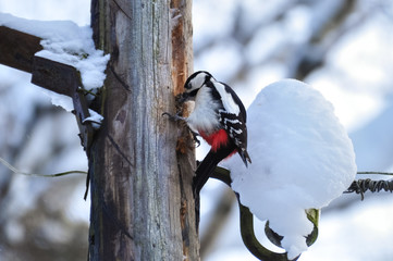 Woodpecker bird sitting on a wooden pole.