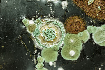 green yellow round fungal mold on a heterogeneous black surface, macro abstract background