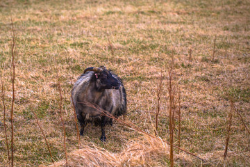 Glaumbaer - May 07, 2018: Goats in the town of Glaumbaer, Iceland
