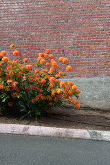orange flowers 