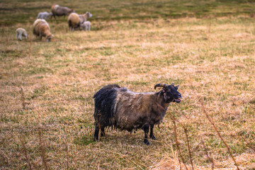 Glaumbaer - May 07, 2018: Goats in the town of Glaumbaer, Iceland