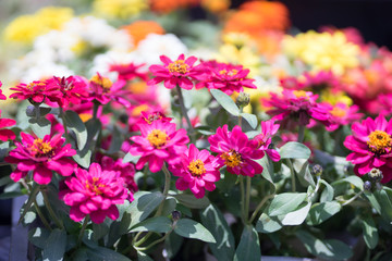 花々（春〜初夏）