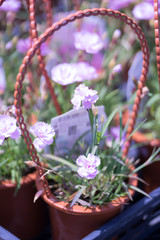 花々（春〜初夏）