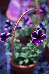 花々（春〜初夏）