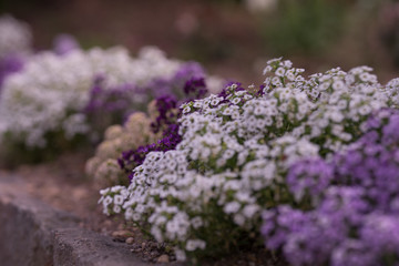 花々（春〜初夏）