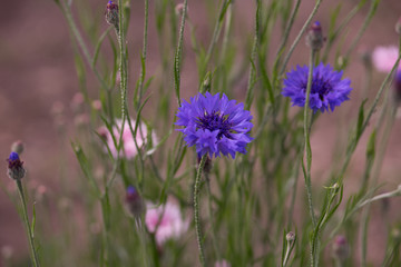 花々（春〜初夏）