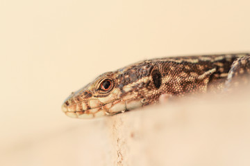 Tête de lézard