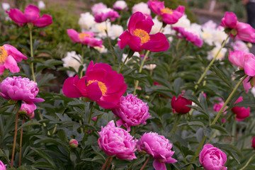 花々（春〜初夏）